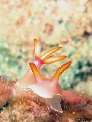 Crawling nudi! Image was taken with Canon S80 without str... by Ed Eng 
